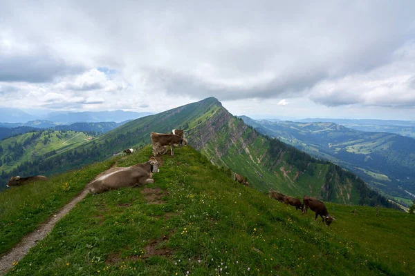 Vacas Prado Alpino Bavaria — Foto de Stock