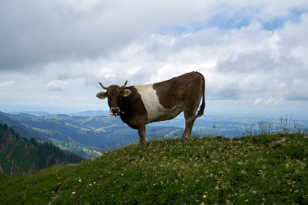 Krowy Łące Alpejskiej Bawarii — Zdjęcie stockowe