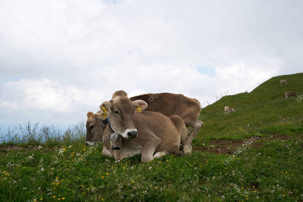 Cows on alpine meadow in bavaria