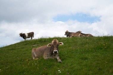 Bavyera 'daki dağlık çayırlarda inekler
