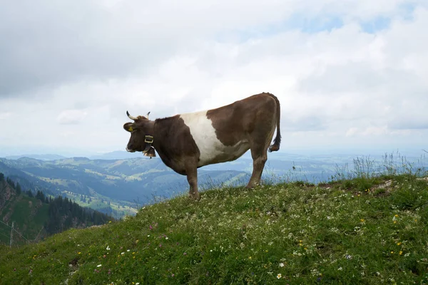 Krowy Łące Alpejskiej Bawarii — Zdjęcie stockowe