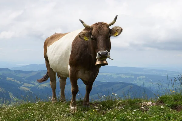 Krowy Łące Alpejskiej Bawarii — Zdjęcie stockowe