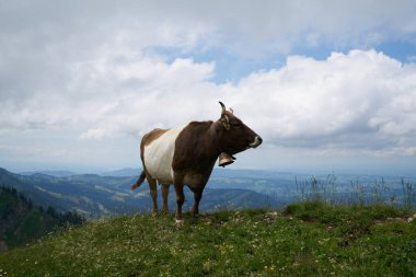 Bavyera 'daki dağlık çayırlarda inekler