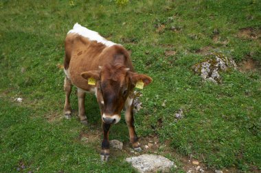 Yeşil çayırda tek başına duran küçük şirin bir buzağı.