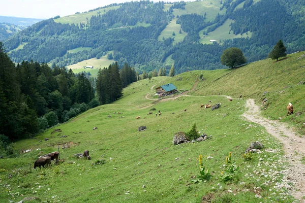 Cabaña Agrícola Valle Los Alpes Bavarianos Con Vacas — Foto de Stock