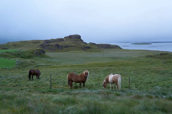 İzlanda 'da yaz. Atları cezbediyor. — Stok fotoğraf