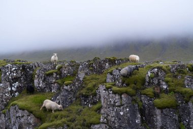 Vahşi İzlanda koyunu sisli bir günde kameraya bakıyor.