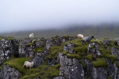Vahşi İzlanda koyunu sisli bir günde kameraya bakıyor.
