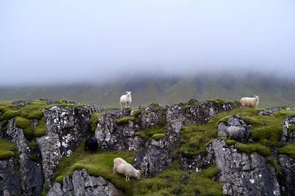 Vahşi İzlanda koyunu sisli bir günde kameraya bakıyor.