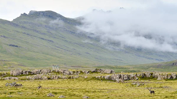 Manada Renos Silvestres Islandia — Foto de Stock