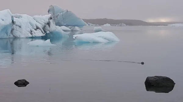 Robbenschwimmen Kalten Wasser Der Jokulsarlon Gletscherlagune Island — Stockfoto