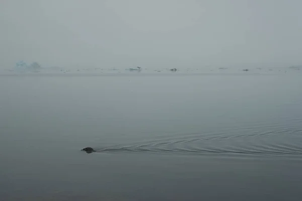 冰岛Jokulsarlon冰川湖冷水中的海豹游泳 — 图库照片