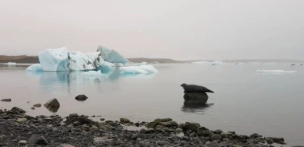 Phoque Étendu Sur Une Pierre Dans Lac Glacier Irlande — Photo