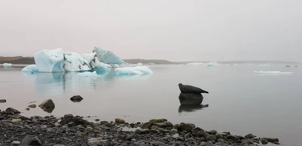 Phoque Étendu Sur Une Pierre Dans Lac Glacier Irlande — Photo