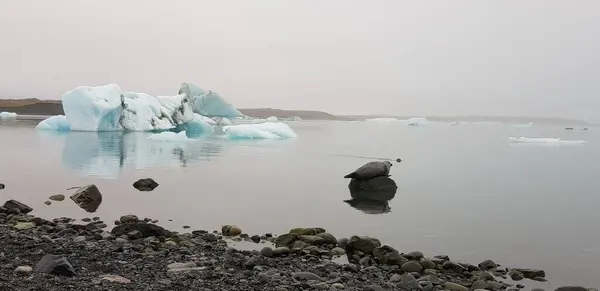 Pečeť Roztažená Kameni Jezeře Ledovci Islandu — Stock fotografie