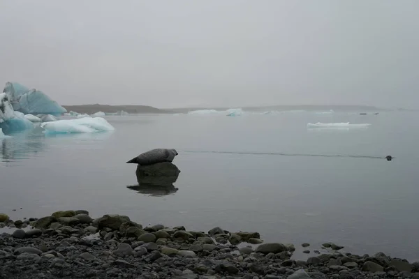 Σφραγίδα Απλωμένη Μια Πέτρα Μια Λίμνη Έναν Παγετώνα Στην Ισλανδία — Φωτογραφία Αρχείου