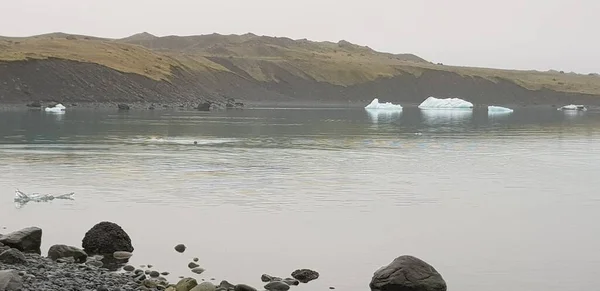 アイスランドのジョクルサロン氷河ラグーンの冷たい水の中を泳ぐアザラシ — ストック写真