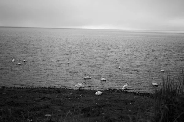 Cygnes Blancs Sur Côte Islandaise 2020 — Photo