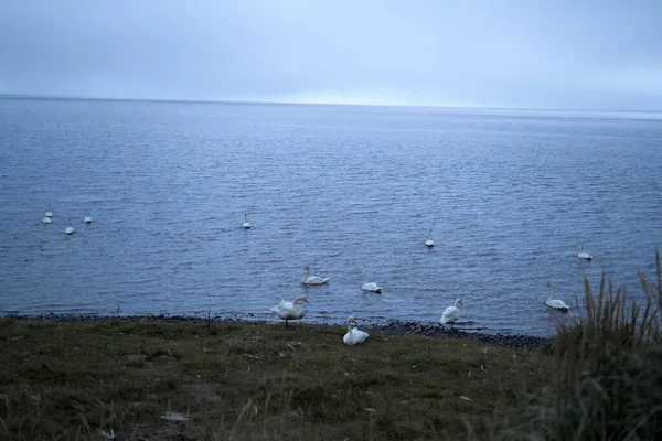 Белые Лебеди Морском Побережье Исландии 2020 — стоковое фото