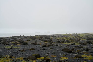 Eldhraun lav tarlası yeşil yosunlarla kaplı, İzlanda 'nın sessiz kıyıları. İzlanda yosunlu lav alanı manzarası