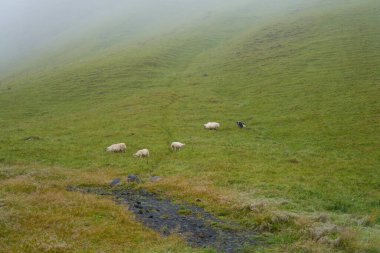 İzlanda koyunları İskoçya koyunları