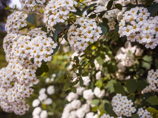 Spirée fleurie ou bonbon de prairie . — Photo