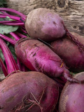 Taze organik pancar, pancar.