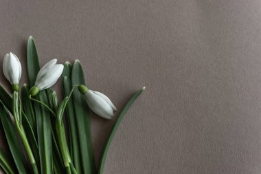 Beyaz kardelen gri bir arka planda Üstten Görünüm.