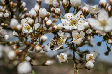 Prunus cerasifera beyaz çiçekler.