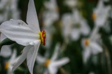  Güzel bahar çiçekleri nergis.