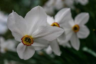  Güzel bahar çiçekleri nergis.