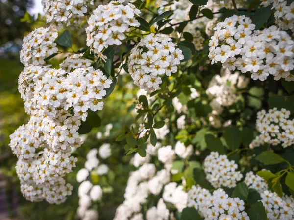 Spirée fleurie ou bonbon de prairie . — Photo