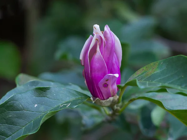 The disease on the leaves and flowers of Magnolia.