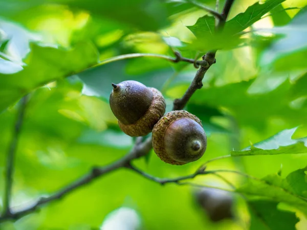 Ek gren med gröna löv och ekollon på en solig dag. — Stockfoto