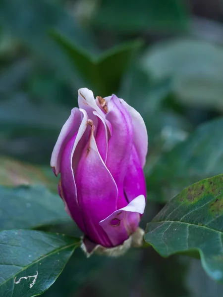 The disease on the leaves and flowers of Magnolia. — Stock Image The disease on the leaves and flowers of Magnolia. Stock Image
