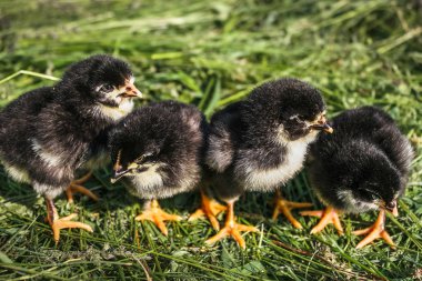 Grup küçük siyah Chicks. 
