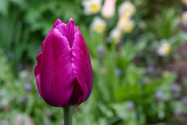 stock image Spring flower tulip blossom in the garden.