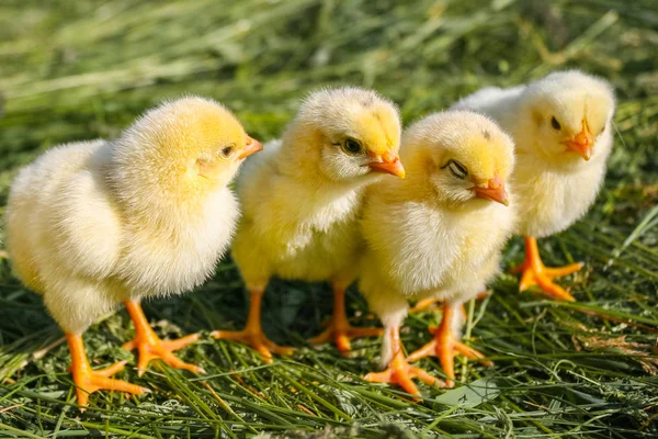 Grup küçük tavuk.