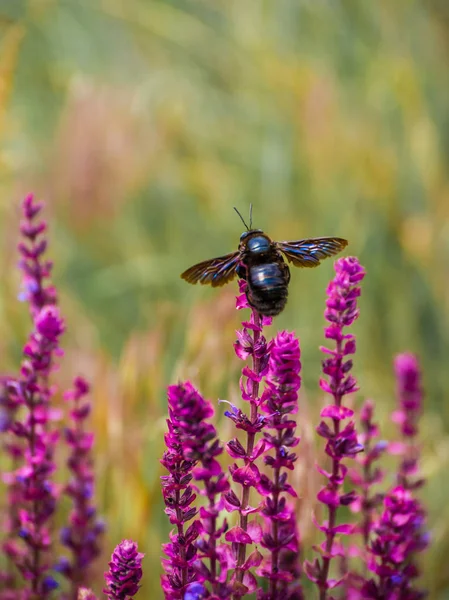 紫罗兰鲤鱼蜜蜂在一朵花, 特写. — 图库照片