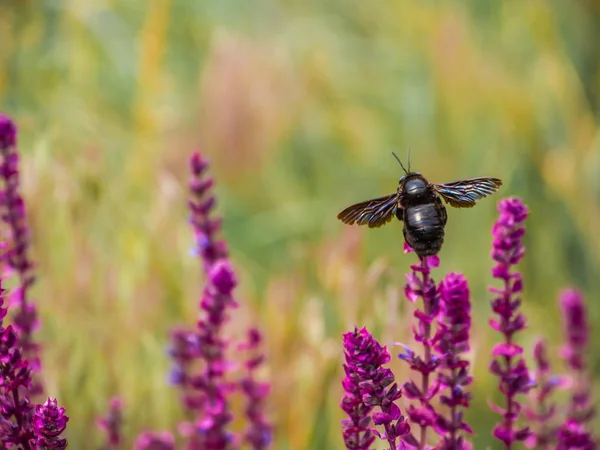 Menekşe marangoz arı bir çiçek üzerinde yakın çekim.