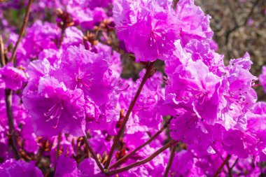 Güzel açelya Çiçek Bahçe.