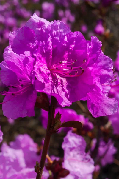 Prachtige azalea bloem in een tuin. — Stockfoto