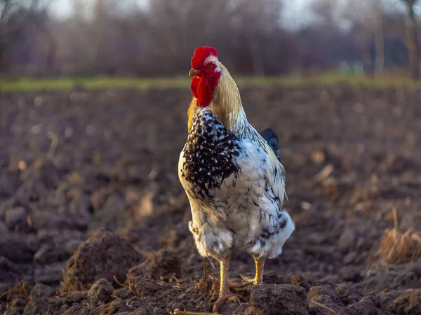 Primo piano del gallo colorato della fattoria . — Foto Stock