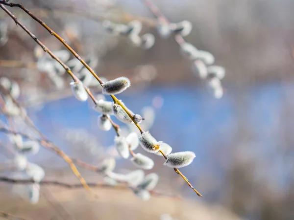 Μουνί-ιτιά υποκαταστήματα με catkins. Θολή φόντο. — Φωτογραφία Αρχείου