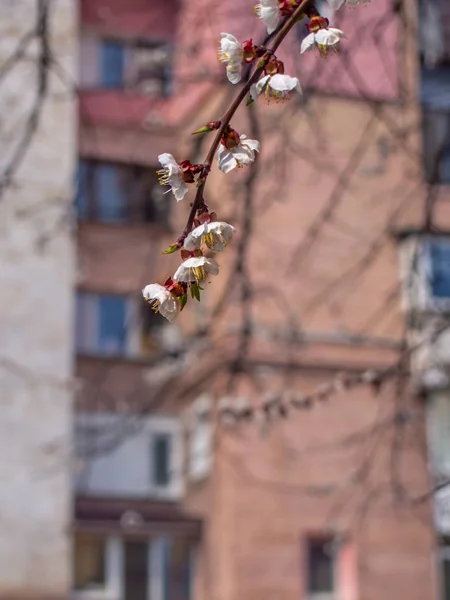 Albicocche in fiore in città . — Foto Stock