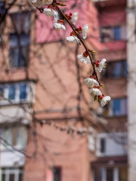 Virágzás sárgabarack a városban. — Stock Fotó