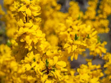 Bahçede çiçek açan Forsythia.