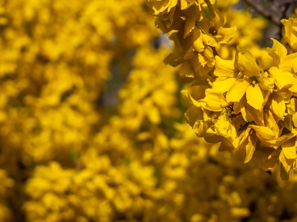 Floreciendo forsythia en el jardín . — Foto de Stock