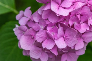 Bahçede Yakın çekim Pembe Ortanca.