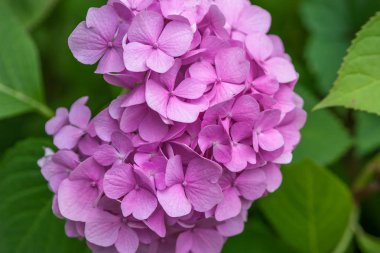 Bahçede Yakın çekim Pembe Ortanca.